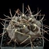 Gymnocalycium_striglianum